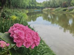 -上海鲜花港