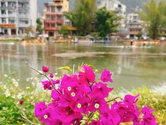 -靖西鹅泉风景区