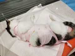 -美迦爱-牙专科·兔科·骨科诊疗中心(北苑店)