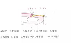 -慕拉美甲美睫皮肤管理