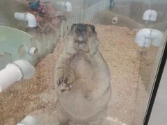 -怪兽屋·羊驼·猫咖·狗咖(俊华广场店)