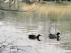 -北京大学百年讲堂