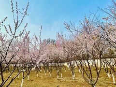 -桃花堤公园