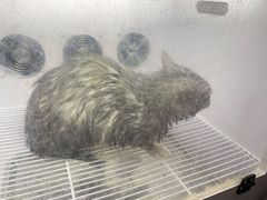 -狗不理喵子(百富路店)