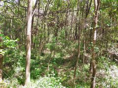 -青龙山国家森林公园