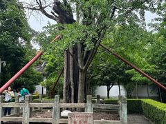 -上海佘山国家森林公园天马山园