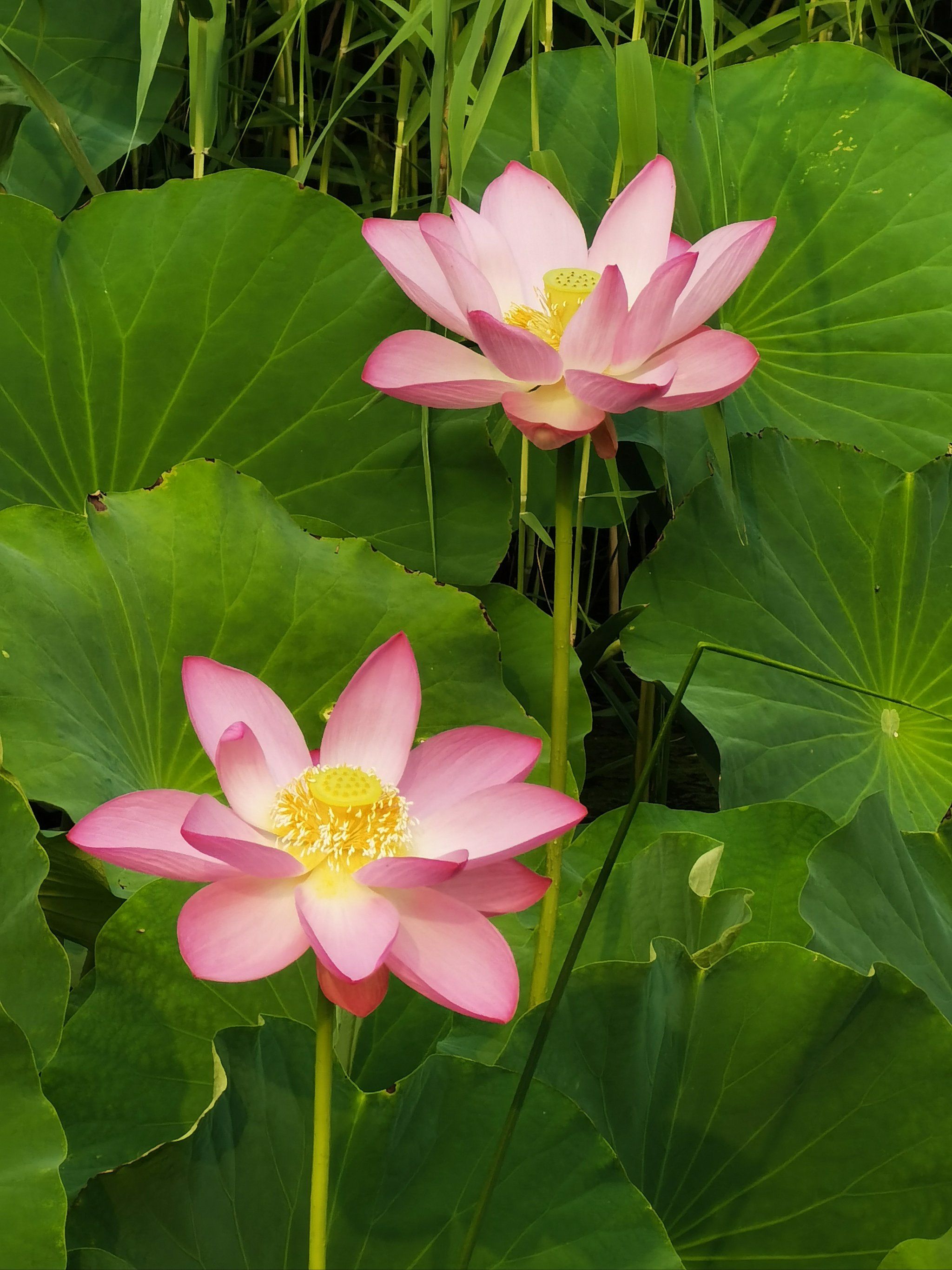 盛开花朵的美景