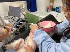 -汪喵宠物医院·骨科心脏影像·犬猫急重症ICU诊疗中心(成华分院)