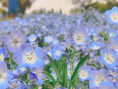 -花开海上生态园