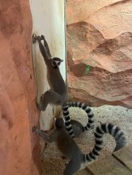 -Zoolung Zoolung动物主题公园(海信广场店)