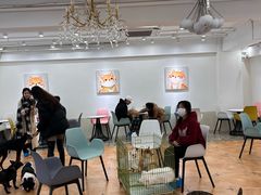 -Let's go狗咖·猫咖·奶狗·桌游(春熙路IFS店)