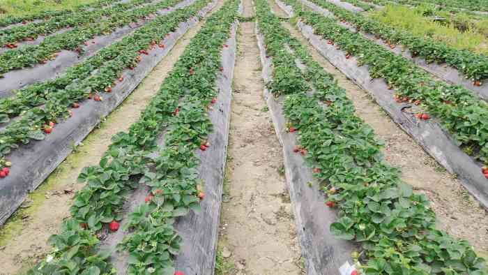 古港草莓园-"抓住草莓尾巴就跑来摘草莓了,周末过来天气.