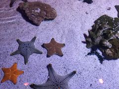 -暹罗海洋世界