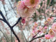 -无锡梅园公园