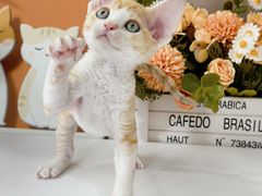 -小猫来了·猫舍(红山六九七九店)
