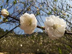 -南国桃园旅游度假区