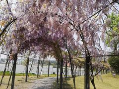 -上海长兴岛郊野公园