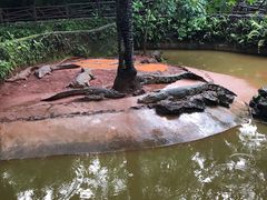 -海南热带野生动植物园