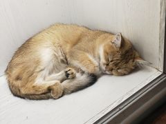 -猫小院猫主题餐厅(三里屯店)