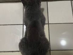 -关爱宠物医院·猫科中心·消化科(滨湖万达分院)