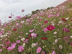 -上海滨江森林公园