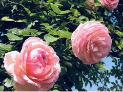 -瑞幸咖啡(龙湖北城天街北馆店)