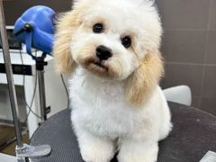 -宠宠熊宠物美容(星湖街店)