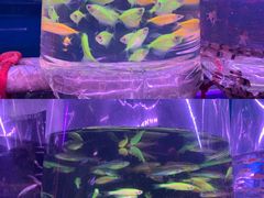 -华声天桥民俗文化园