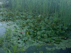 -永定河休闲森林公园