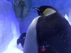 -海合安成都极地海洋公园