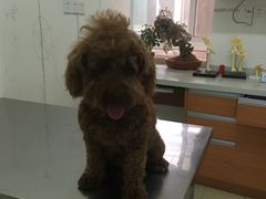 -爱侣宠医·鹦鹉专科·小型哺乳类·异宠专科(灵石路店)