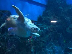 -芜湖新华联大白鲸海洋公园