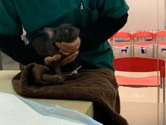 -艾贝尔宠物诊疗