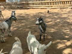 -鄂尔多斯野生动物园