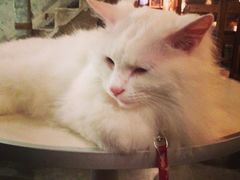 -Babycat私家御饼屋(龙头路一店)