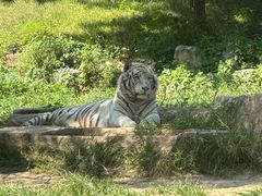 -北京野生动物园