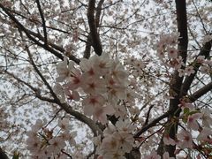 -高东镇樱花园