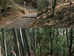 -上海佘山国家森林公园天马山园