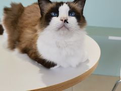 -怪兽屋·羊驼·猫咖·狗咖(俊华广场店)