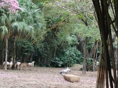-广州长隆野生动物世界