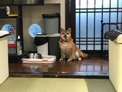 -逗柴咖啡屋·狗咖猫咖宠物桌游