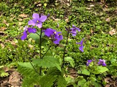 景点-上海海湾国家森林公园