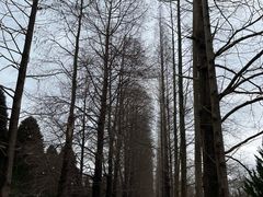 -上海滨江森林公园
