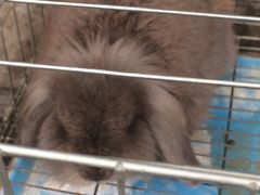 -志龙皇冠吃货椰子铺