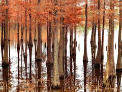 -白鹭湾湿地公园