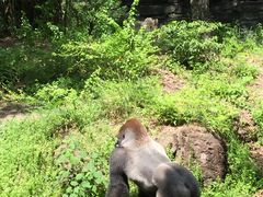 -奥兰多迪士尼动物王国乐园