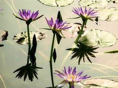 -国家植物园南园