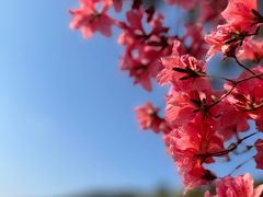 -木兰云雾山