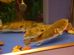-肆月河豚·新淮扬菜·烤鸭(中关村店)