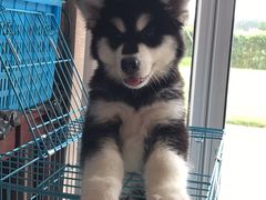 -翊宠yipet猫狗购宠庄园犬舍•猫舍